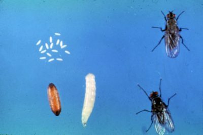 small white eggs, brown larva, white larva, and two flies on a blue background