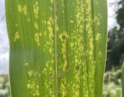 green corn leaf with yellow spots and darkened centers