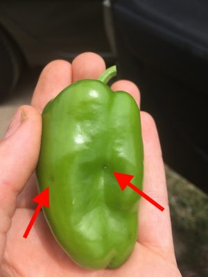 Hand holding a green pepper. Two red arrows point to pinholes on the fruit. 