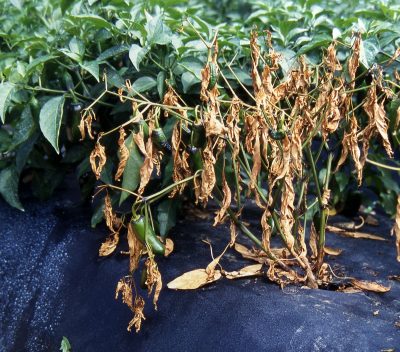 Dead pepper plant with rotting fruit.