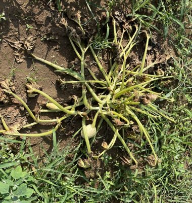 Winter squash plant has wilted and collapsed in the field.
