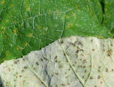 close up of the front and back of a pumpkin leaf. the front is darker green with yellow to orange spots. the underside of the leaf is lighter green with dark gray spores.