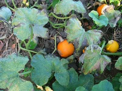 pumpkin plant with wilting, discolored leaves and small yellow pumpkins