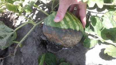Hand holds up half rotted watermelon still on the vine.