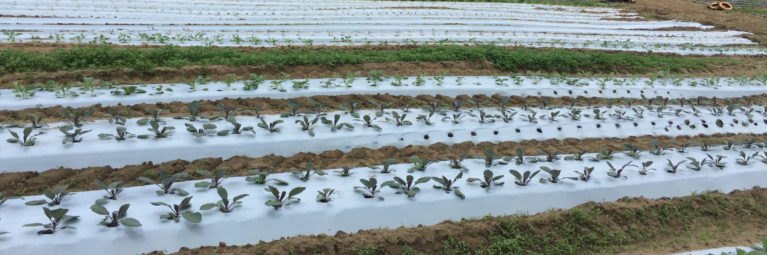 field with white biodegradable mulch in rows with plants