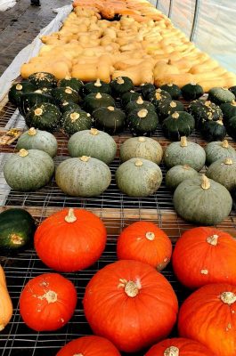 pumpkins and squash curing on a table inside a greenhouse