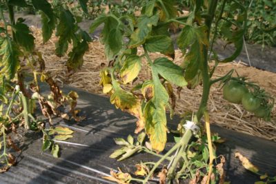 close up of tomato plant with yellowing bottom leaves with brown spots