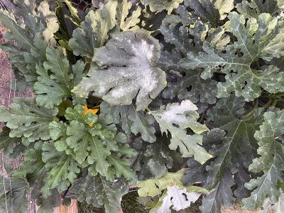 a close up of a zucchini plant with green leaves with white, powdery or dusty coloration