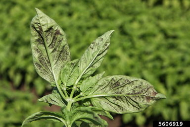 close up of underside of basil leaves