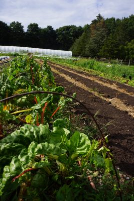 row of Swiss chard next two two open beds with high tunnel in the background