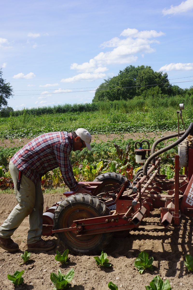 Farmer guiding tractor down a bed in vegetable field
