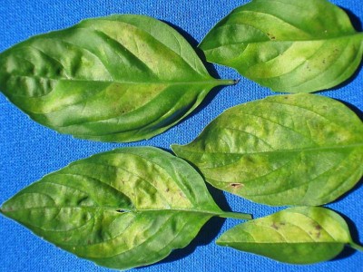 close up of five individual basil leaves that are turning from green to yellow