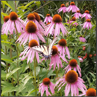 A group of pink flowers