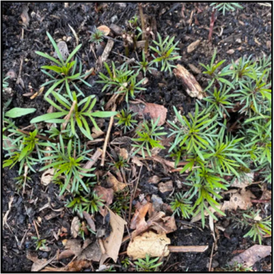 A group of small seedlings