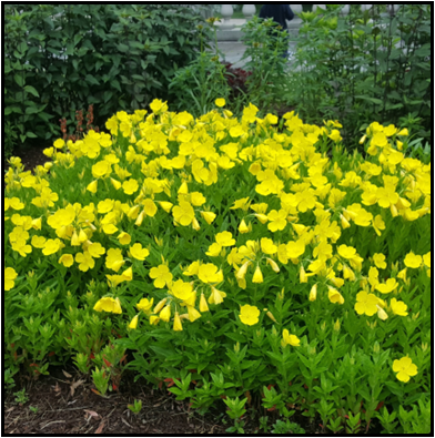 A group of yellow flowers