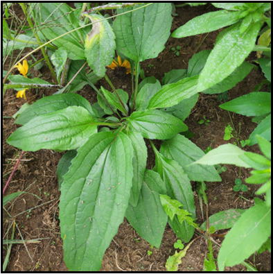 Thick, rough, lanceolate or obovate; smaller toward the top of the stem. Margins have widely spaced teeth. Petioles are short and slightly winged. 