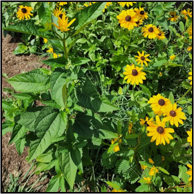 A row of yellow flowers