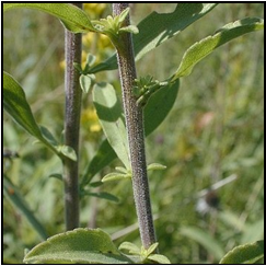 Solidago nemoralis Elliptic or lanceolate; taper gradually to narrow petioles; hairy; may be toothed; smaller towards top of stem. Small clusters of secondary leaves often in axils of middle to upper leaves