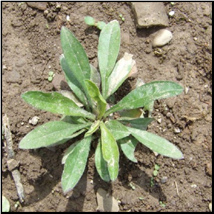 Aster oblongifolius(Aromatic Aster)
