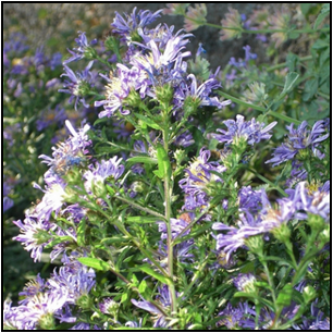 Eastern Aromatic Aster