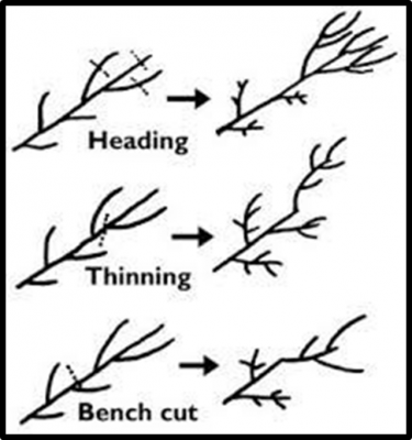 Figure 1. Heading, thinning, and bench cuts. Image source: VA Cooperative Extension