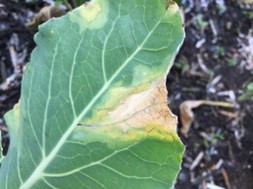Black rot symptom on a cabbage leaf (Photo: Shuresh Ghimire)