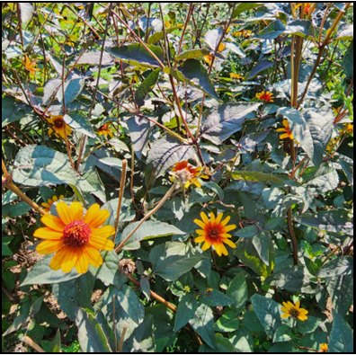 Heliopsis helianthoides ‘Burning Hearts`