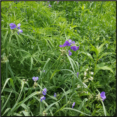 Blue, tri-petaled (May-July); grow out of the leaf axil.