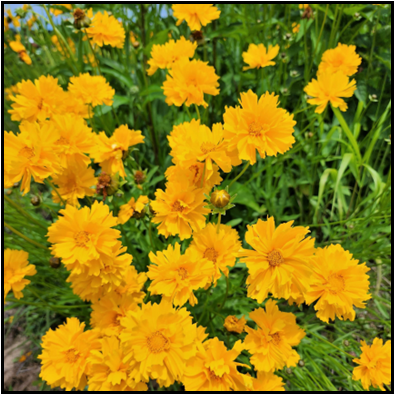 Yellow ray petals with light yellow central disc 