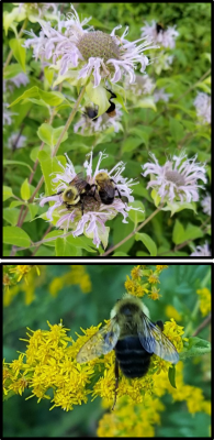 Figure 2. Many pollinators, like these bumblebees, are supported by bergamot (top) and goldenrod (bottom). Photos by Alyssa Siegel-Miles.
