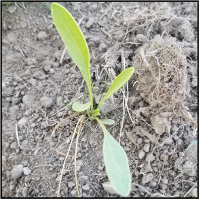 Seedling