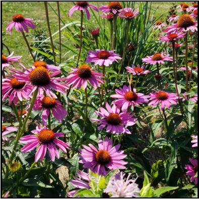 Echinacea purpurea `Magnus`