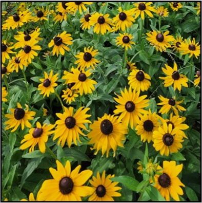 Cotyledons oval, margins entire; basal rosette; simple, entire, oval, hairy leaves with petiole and prominent midvein. Mature: Height: 2-3’; Spread: 1-2’.