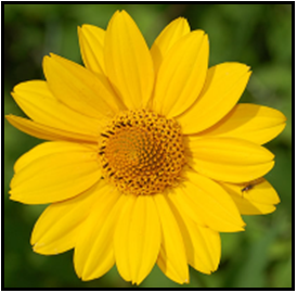 Front view of a yellow flower