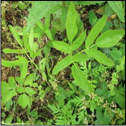 Zizia aurea(Golden Alexanders)