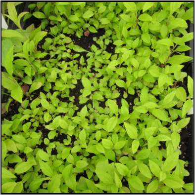 Solidago nemoralis seedling