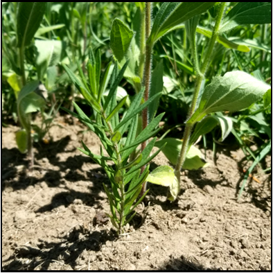 small plant with Thick central stalk