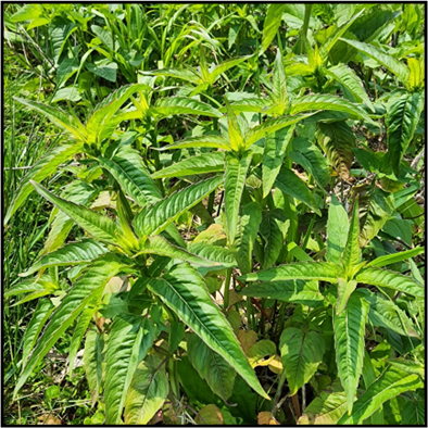 Oblong, opposite, coarsely toothed; rounded at the leaf base, tapering to a point at the tip. Aromatic.