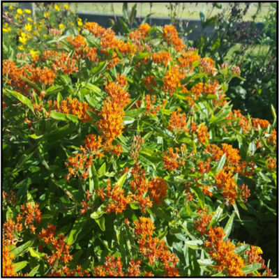 Group of orange flowers