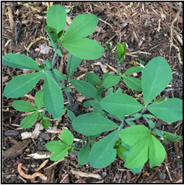 young plant with 3 leaves compounded at distal point