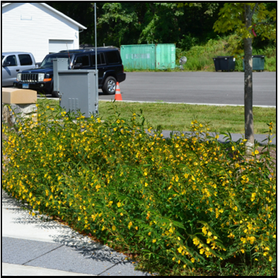 Large group of yellow flowers