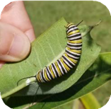 Monarch caterpillar (Photo: Victoria Wallace)