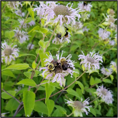 Pink-purple, two-lipped, tubular flowers, rest on showy whorl of bracts 