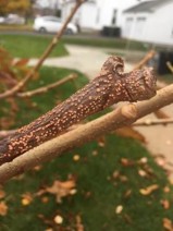 Nectria. Photo: Abby Beissinger