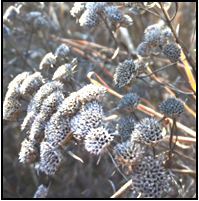 Nutlets. Ornamental dark gray seed heads provide fall-winter interest (Figure 6).