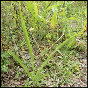 Tradescantia ohiensis(Ohio Spiderwort)