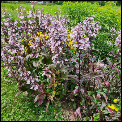 Penstemon digitalis `Husker Red` 
