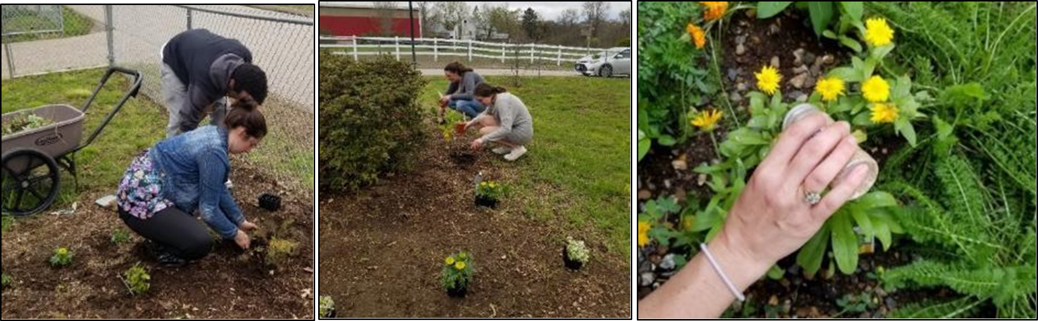 Students at Ledyard High School plant annuals that attract and support beneficial insects (left, middle).Photos: Alyssa Siegel-Miles. A. Siegel-Miles releases Neoseiulus fallacis (right). Photo: Donna Ellis.