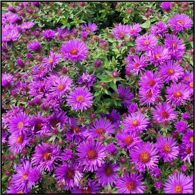 S. novae-angliae ‘Purple Dome’