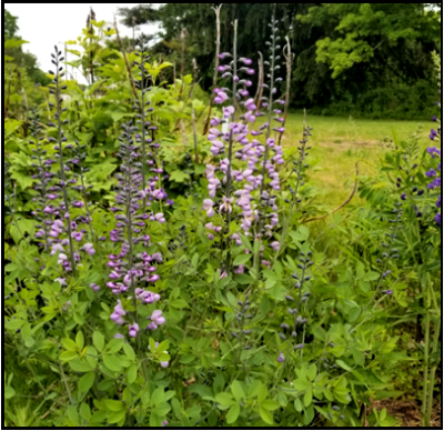 Blue or purple, pea-like, dense clusters on vertical spikes (May-June).